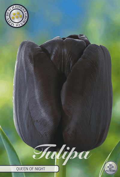 Tulipa Koningin van de Nacht