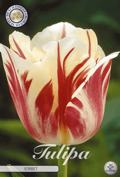 Tulpensorbet