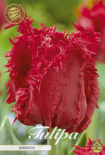 Tulp Barbados