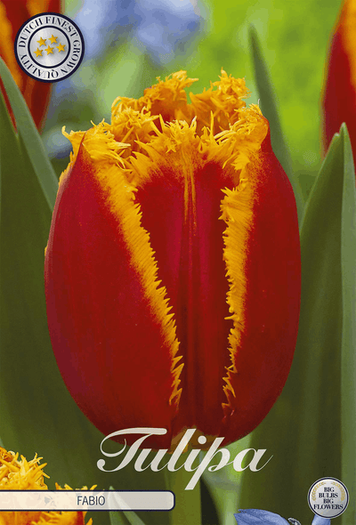 Tulipa Fabio