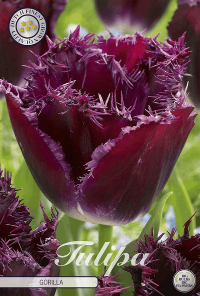 Tulpengorilla