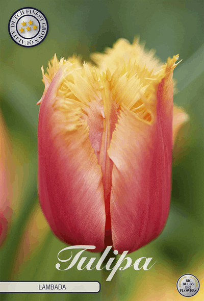 Tulp Lambada