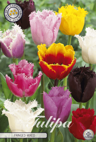 Tulpenfranjes Gemengd