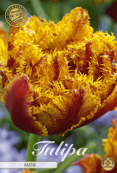 Tulp Bastia