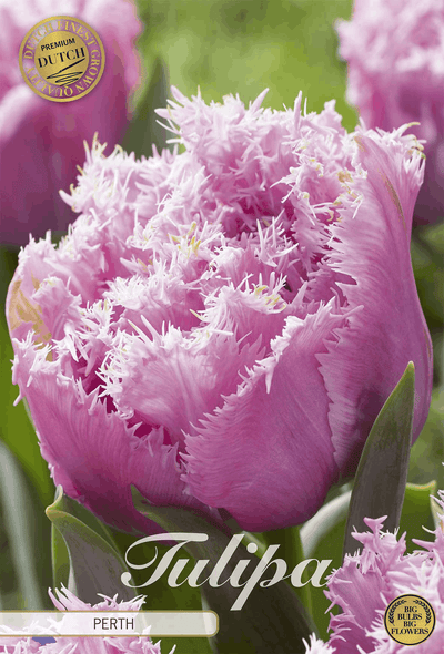 Tulpen Perth