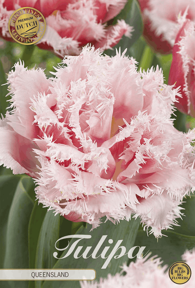 Tulp Queensland