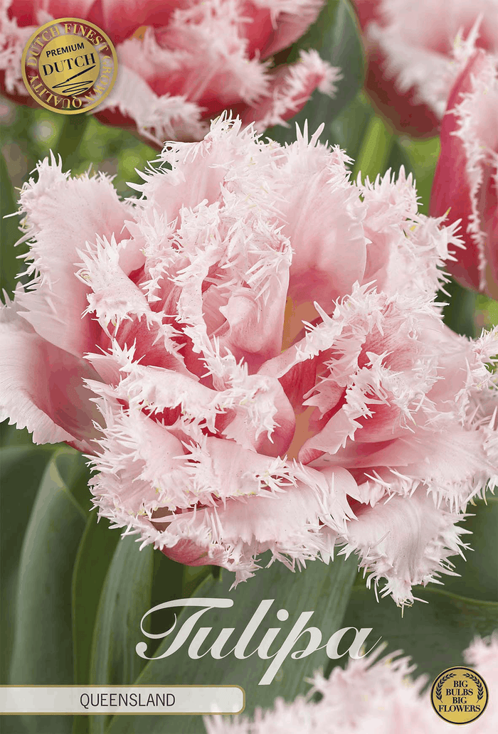 Tulp Queensland
