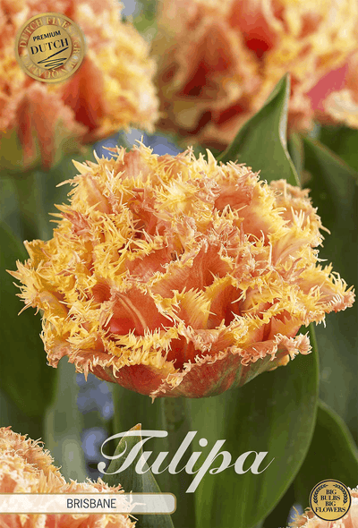 Tulpen Brisbane