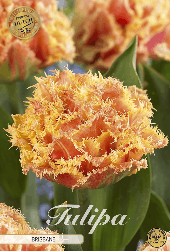 Tulpen Brisbane