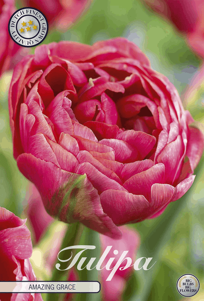 Tulp Verbazingwekkende Genade