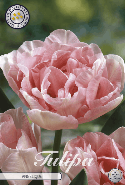 Tulp Engel