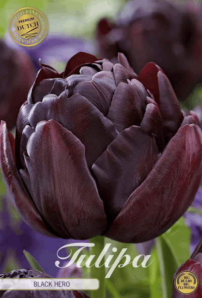 Tulp Zwarte Held
