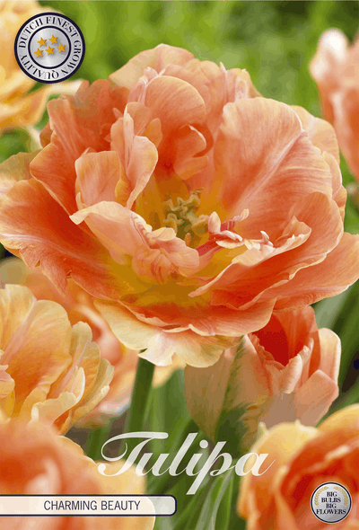 Tulipa Charmante Schoonheid