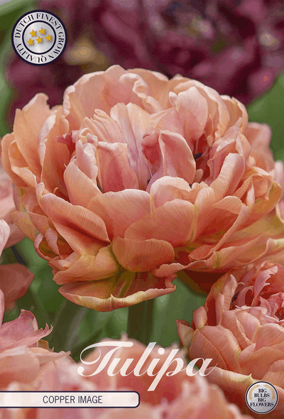 Tulipa koperen afbeelding