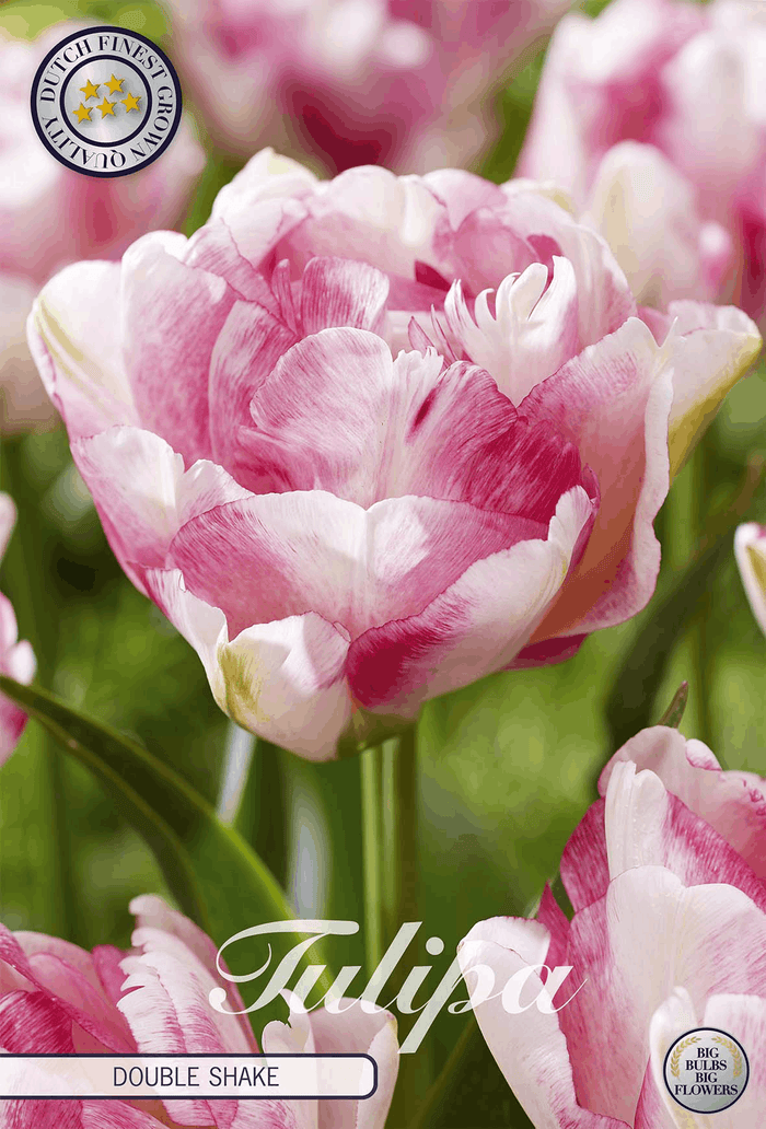 Tulipa Dubbele Shake