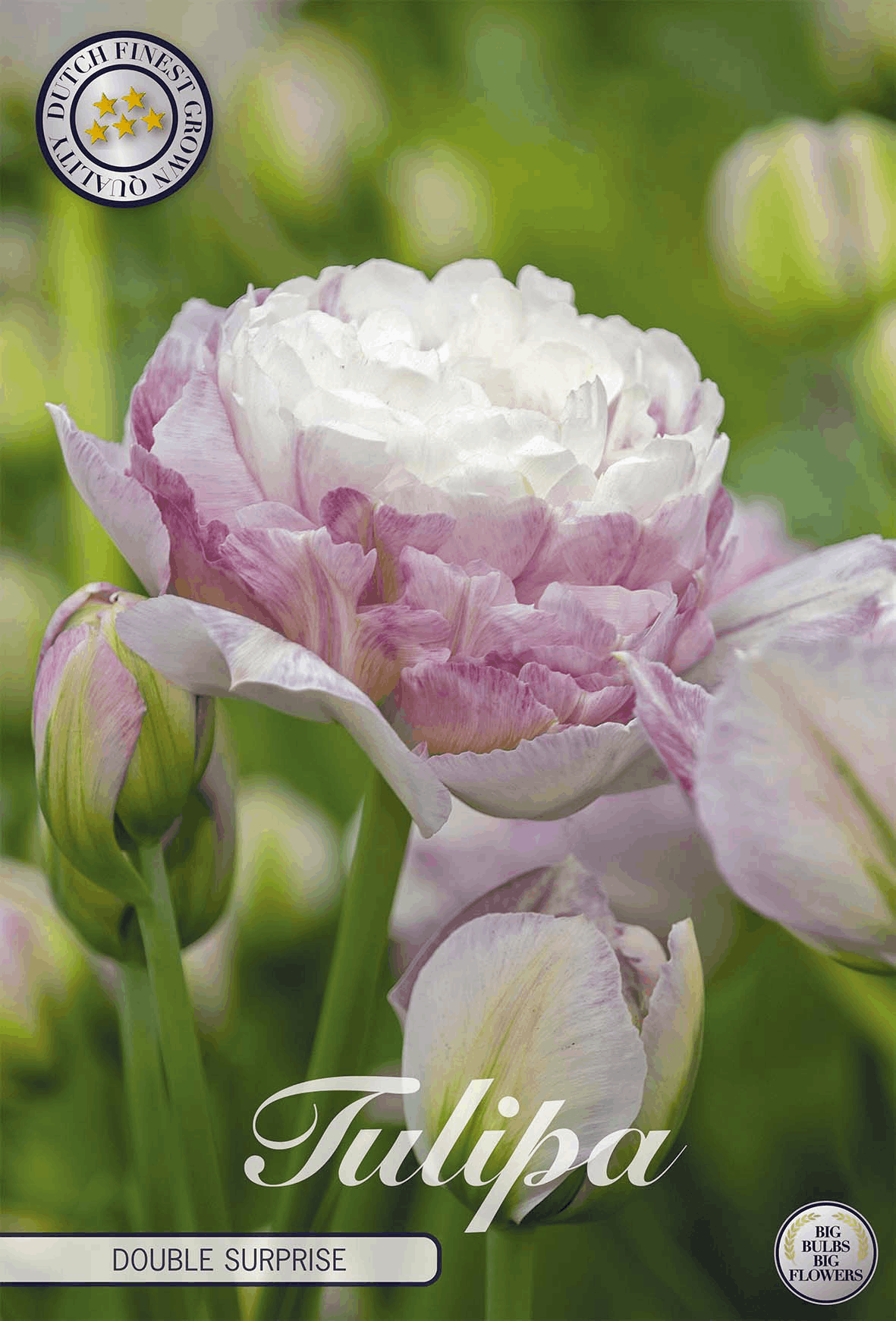 Witte tulpen