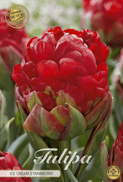 Tulipa Aardbeienijs
