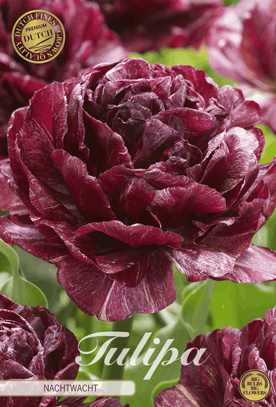 Tulipa Nachtwacht