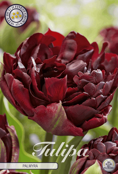 Tulp Palmyra