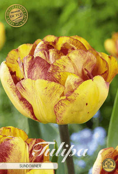 Tulpenzonsondergang