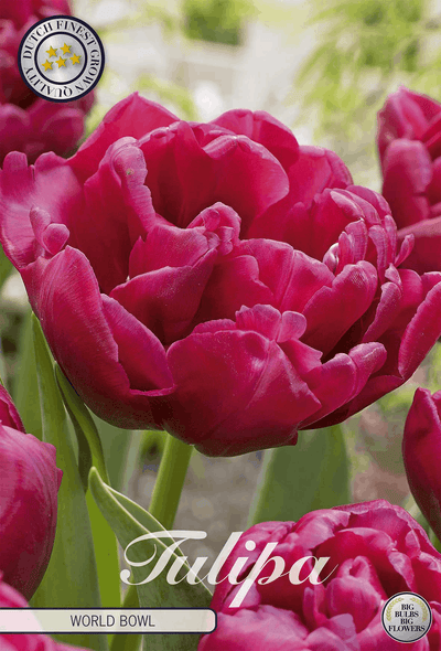 Tulpen Wereld Bowl