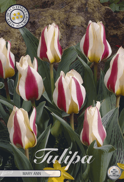 Tulp Mary Ann