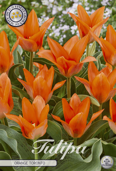 Tulp Oranje Toronto
