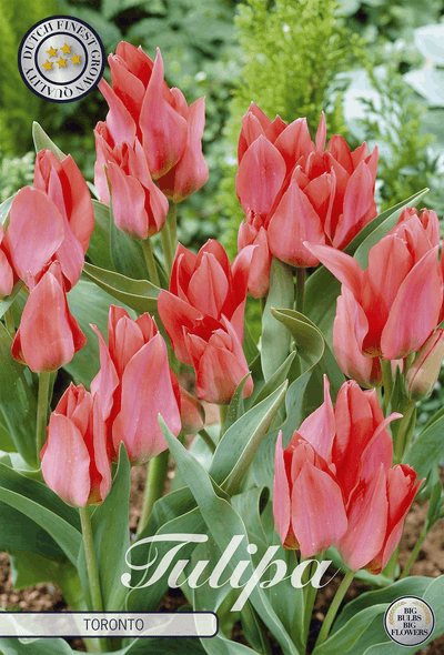 Tulp Toronto