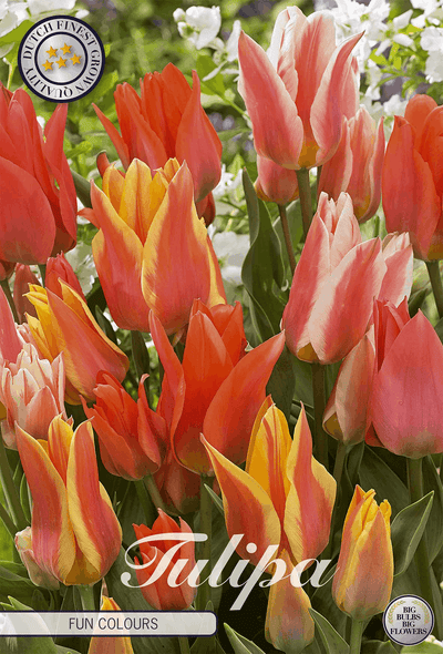 Tulipa Leuke Kleuren