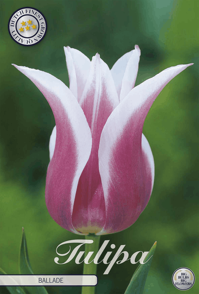 Tulpenballade