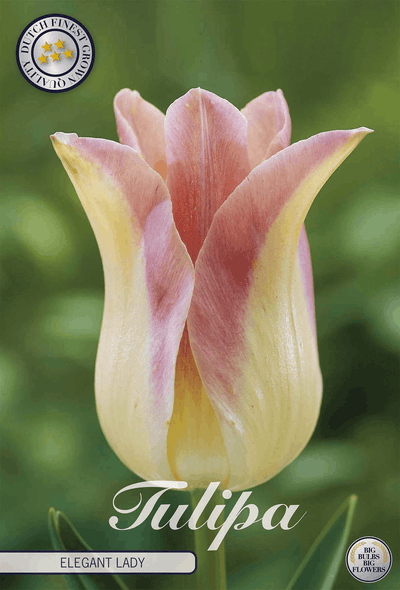 Tulipa Elegante Dame