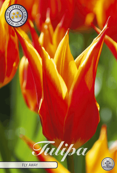 Tulpen vliegen weg