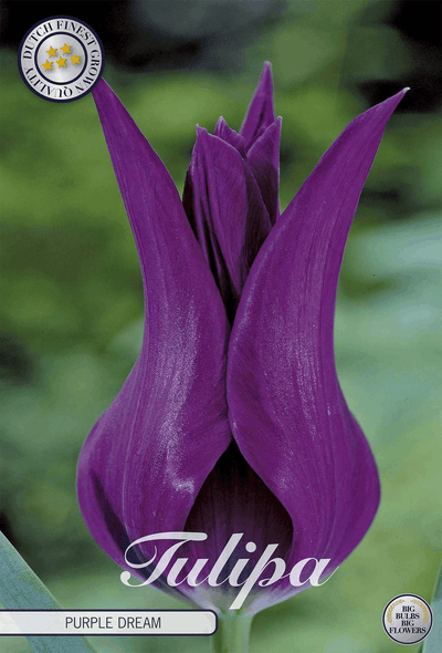Tulp Paarse Droom