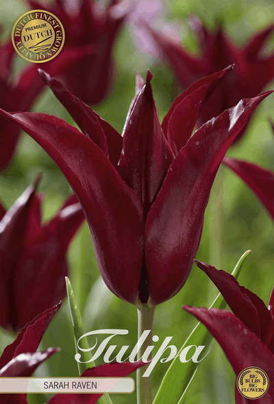 Tulp Sarah Raven