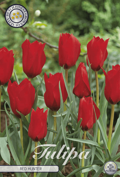 Tulipa Red Hunter
