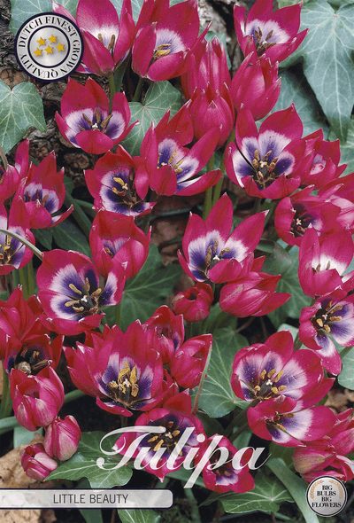 Tulipa Little Beauty