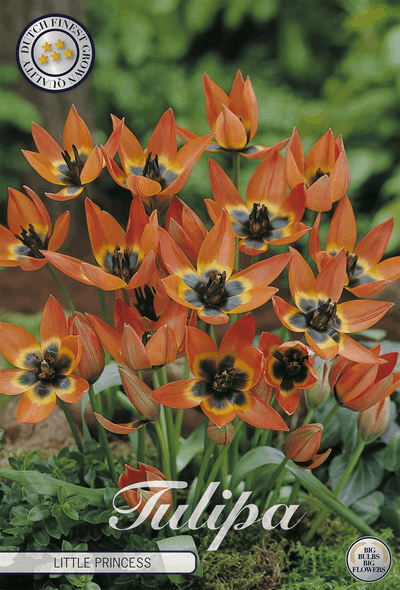 Tulipa, de kleine prinses