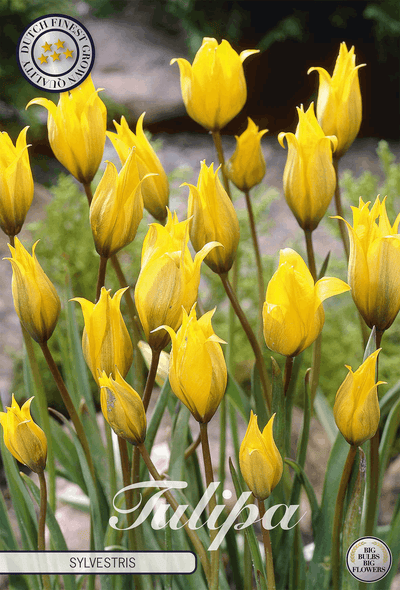 Tulp Sylvestris