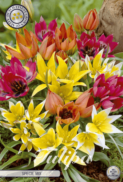 Tulpensoortenmix