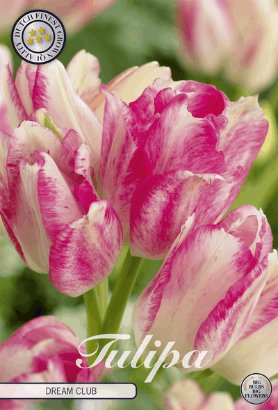 Tulipa Droomclub