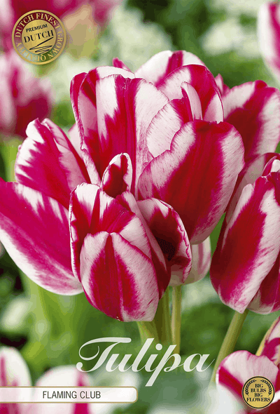 Tulpen Vlammende Club