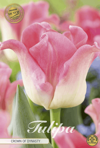Tulpenkroon van de dynastie