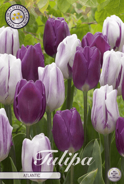 Tulp Atlantische Oceaan