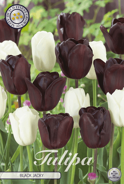 Tulp Zwarte Jacky