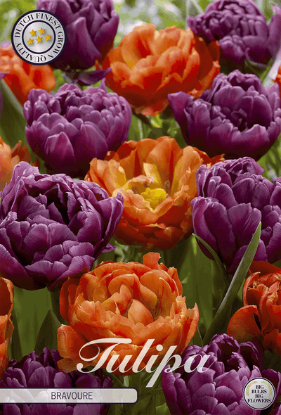 Tulp Bravore