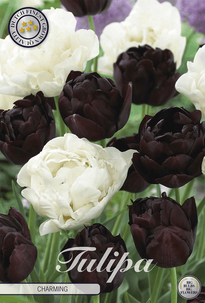 Tulp Charmant
