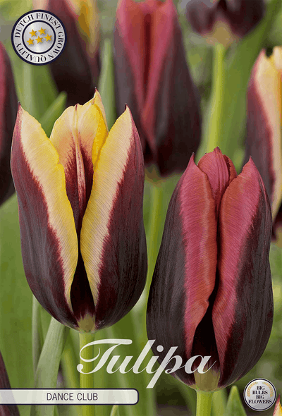 Tulipa Dansclub