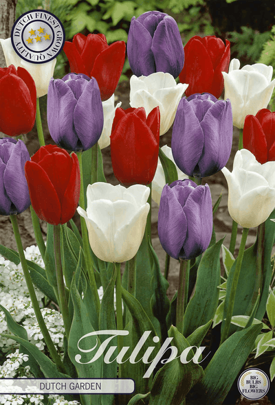 Tulpen Hollandse Tuin