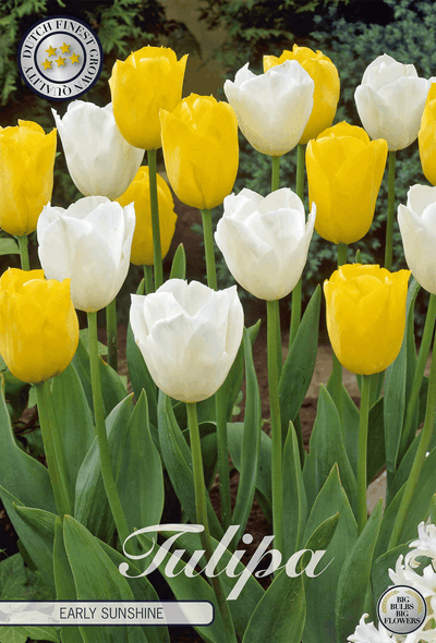Tulp Vroege Zonneschijn