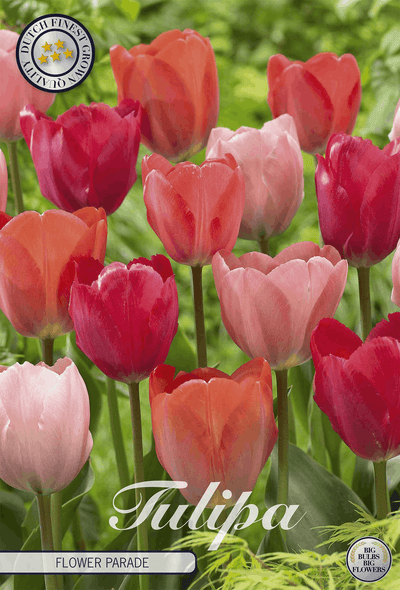 Tulpenbloemenparade